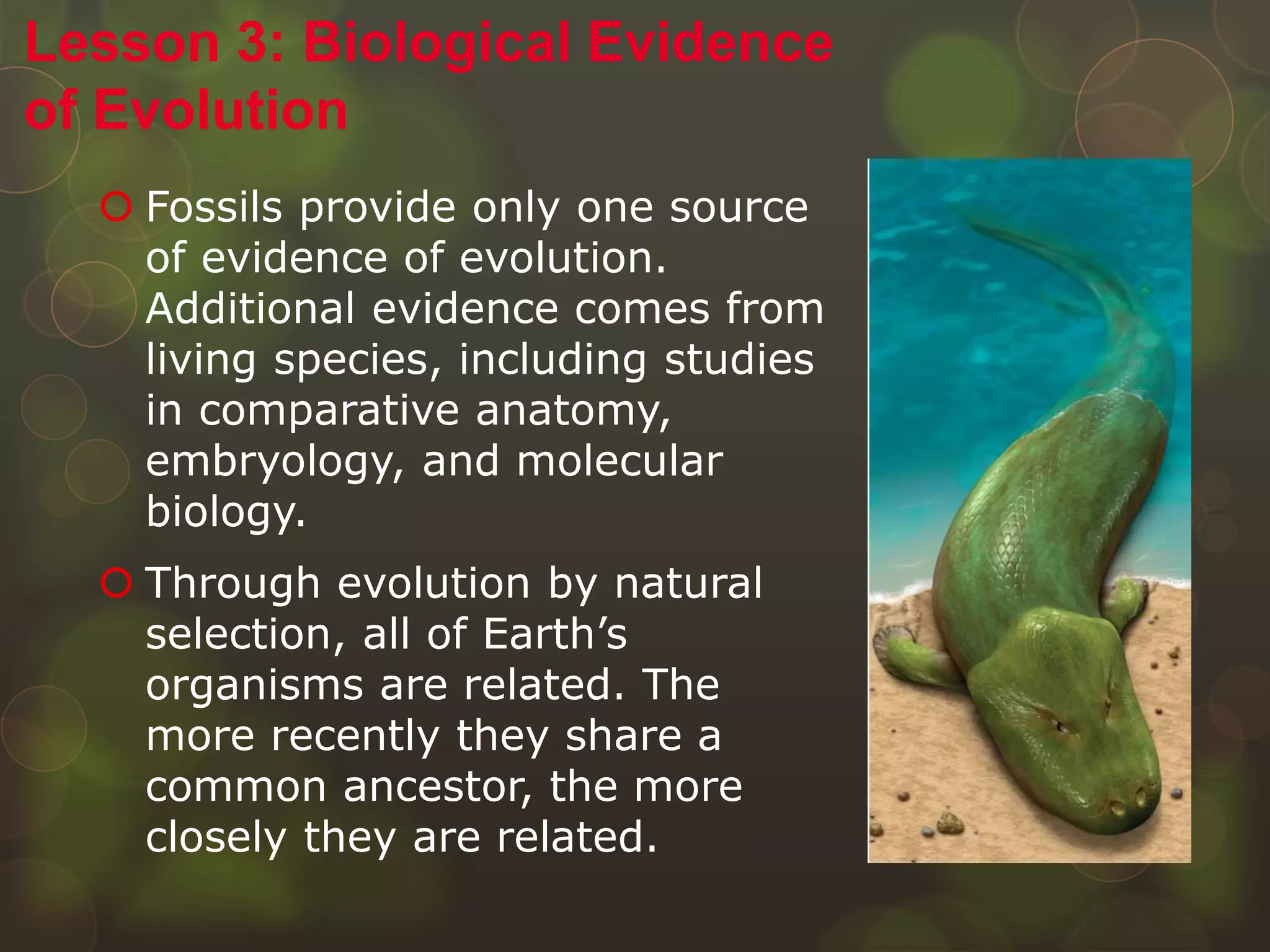  Fossils provide only one source
of evidence of evolution.
Additional evidence comes from
living species, including studies
in comparative anatomy,
embryology, and molecular
biology.
 Through evolution by natural
selection, all of Earth’s
organisms are related. The
more recently they share a
common ancestor, the more
closely they are related.
Lesson 3: Biological Evidence
of Evolution
 