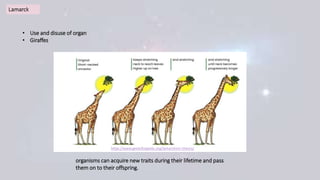 • Use and disuse of organ
• Giraffes
https://www.geeksforgeeks.org/lamarckism-theory/
organisms can acquire new traits during their lifetime and pass
them on to their offspring.
 