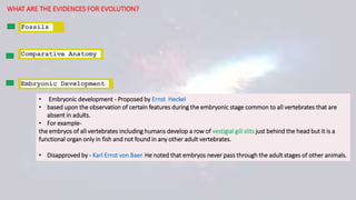WHAT ARE THE EVIDENCES FOR EVOLUTION?
Fossils
Comparative Anatomy
Embryonic Development
• Embryonic development - Proposed by Ernst Heckel
• based upon the observation of certain features during the embryonic stage common to all vertebrates that are
absent in adults.
• For example-
the embryos of all vertebrates including humans develop a row of vestigial gill slits just behind the head but it is a
functional organ only in fish and not found in any other adult vertebrates.
• Disapproved by - Karl Ernst von Baer. He noted that embryos never pass through the adult stages of other animals.
 