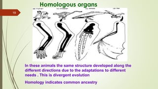 Comprehensive Overview of Evolutionary Biology and Origin of Life | PPT