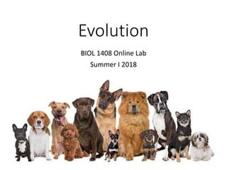 Evolution
BIOL 1408 Online Lab
Summer I 2018
 