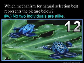 Which mechanism for natural selection best
represents the picture below?
#4.) No two individuals are alike.
Copyright © 2010 Ryan P. Murphy
 