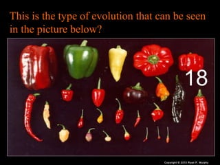 Evolution, Natural Selection PowerPoint Quiz, Game, Biology and Darwin ...