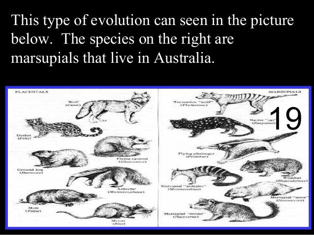 Natural Selection Marsupials Natural Selection Marsupials
