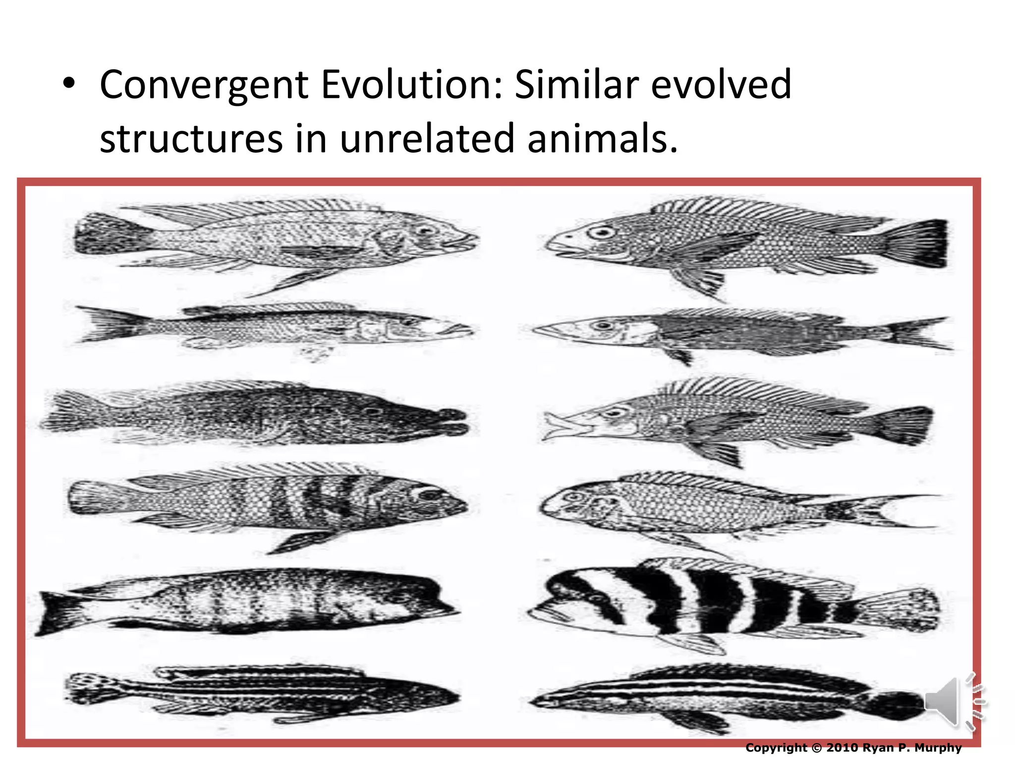 • Convergent Evolution: Similar evolved
structures in unrelated animals.
Copyright © 2010 Ryan P. Murphy
 