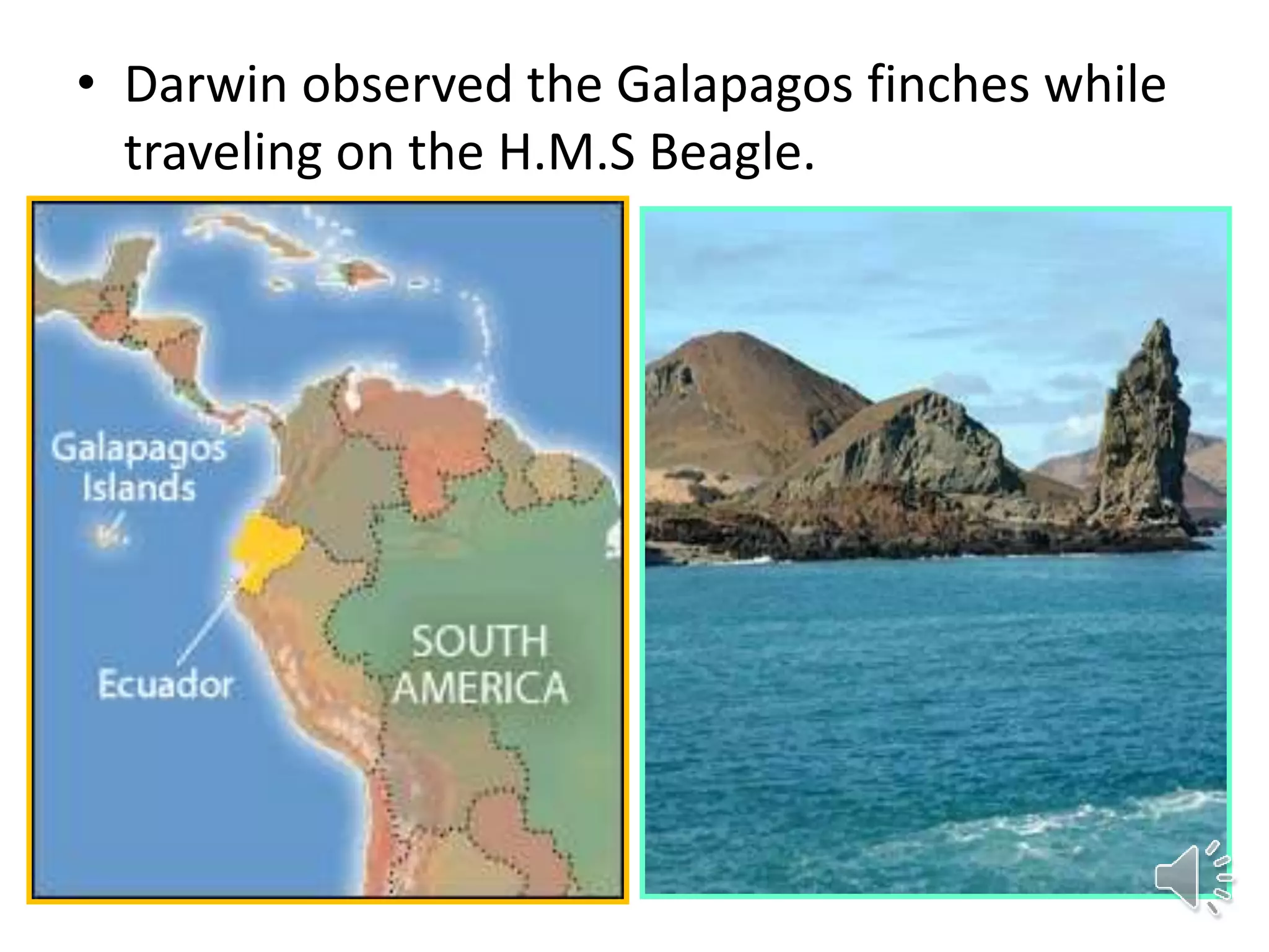 • Darwin observed the Galapagos finches while
traveling on the H.M.S Beagle.
 