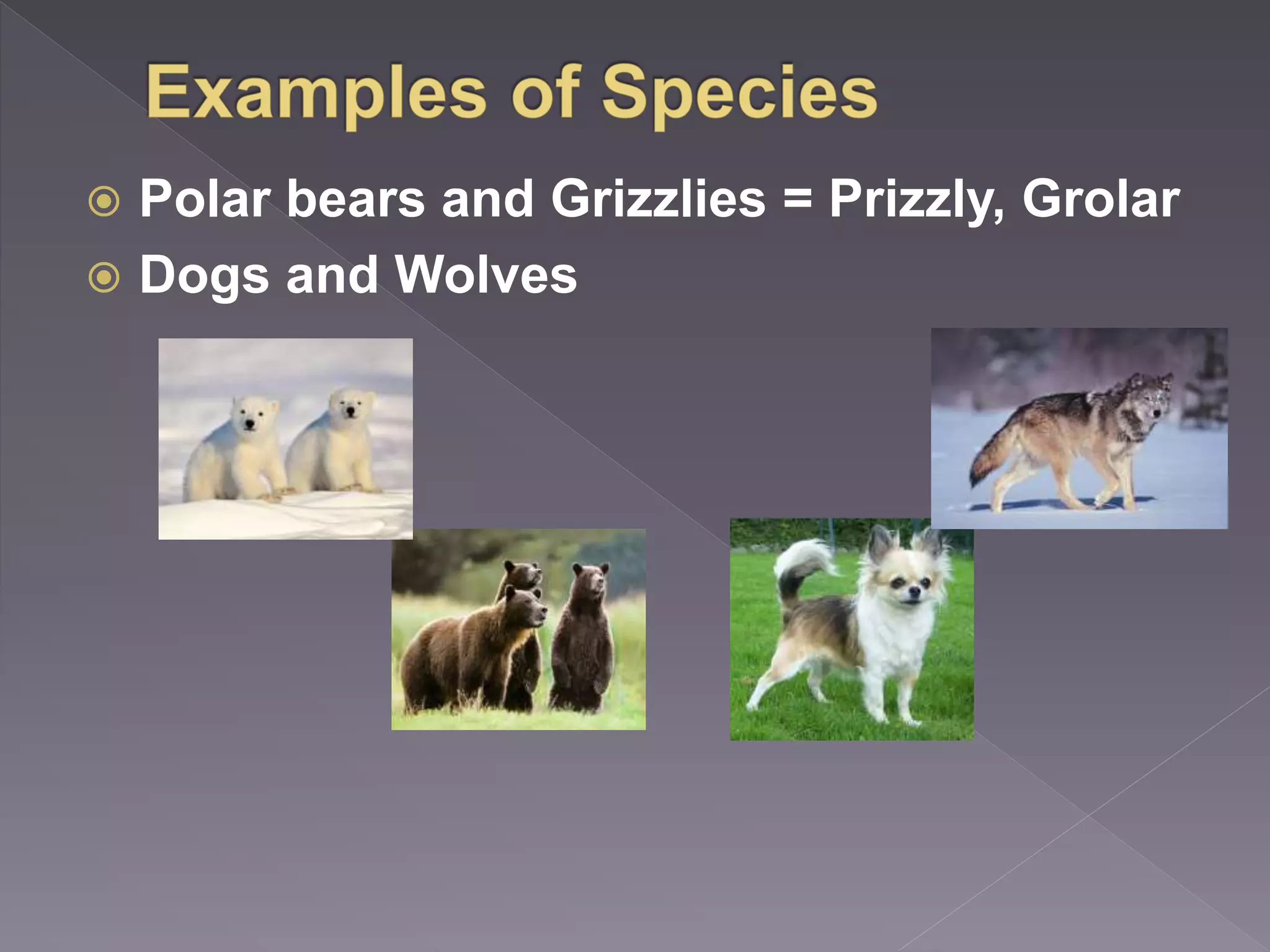 Evolution species to races | PPTX