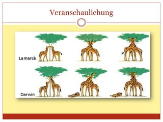Veranschaulichung

 