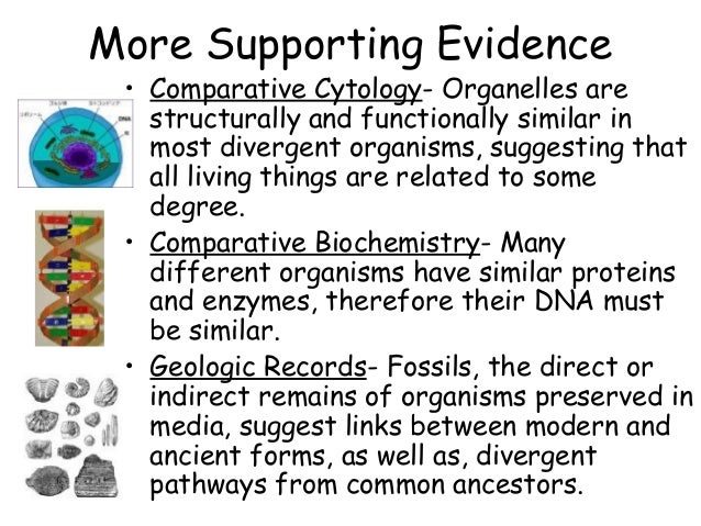 the various contradictions between the theories of creation and evolution The antagonism between religion and natural sciences is often a reflection of perceived contradictions between theories within natural evolution or creation. the various contradictions between the theories of creation and evolution The antagonism between religion and natural sciences is often a reflection of perceived contradictions between theories within natural evolution or creation.