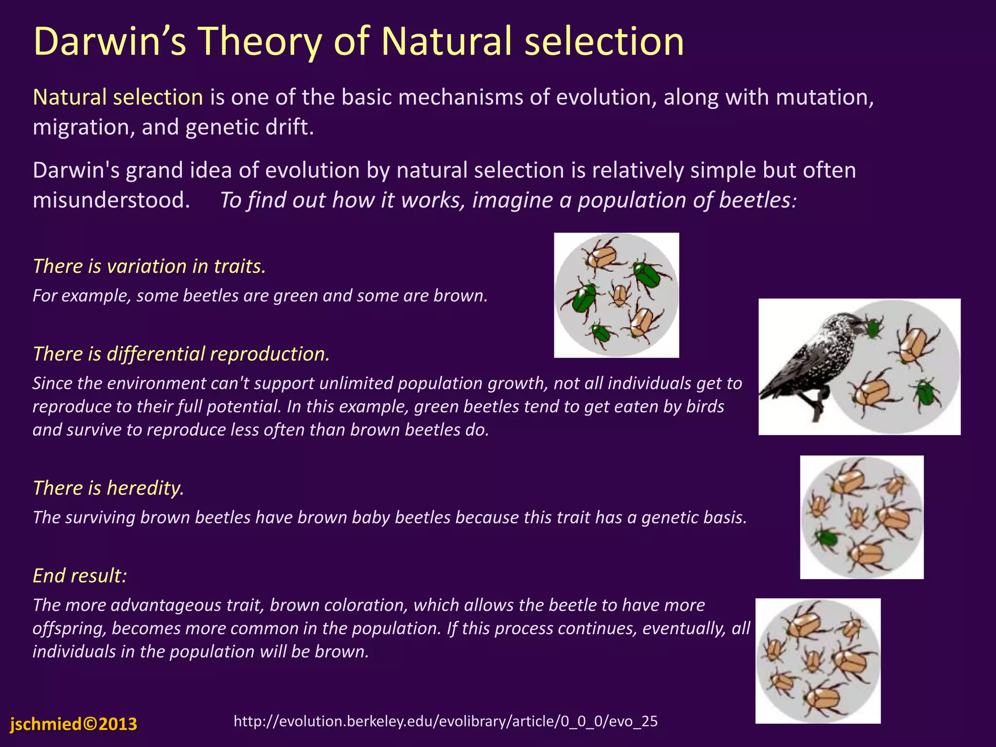 There is variation in traits.
For example, some beetles are green and some are brown.
There is differential reproduction.
Since the environment can't support unlimited population growth, not all individuals get to
reproduce to their full potential. In this example, green beetles tend to get eaten by birds and
survive to reproduce less often than brown beetles do.
There is heredity.
The surviving brown beetles have brown baby beetles because this trait has a genetic basis.
End result:
The more advantageous trait, brown coloration, which allows the beetle to have more
offspring, becomes more common in the population. If this process continues, eventually, all
individuals in the population will be brown.
http://evolution.berkeley.edu/evolibrary/article/0_0_0/evo_25
Darwin’s Theory of Natural selection
Natural selection is one of the basic mechanisms of evolution, along with
mutation, migration, and genetic drift.
Darwin's grand idea of evolution by natural selection is relatively simple but
often misunderstood. To find out how it works, imagine a population of beetles:
jschmied©2013
 