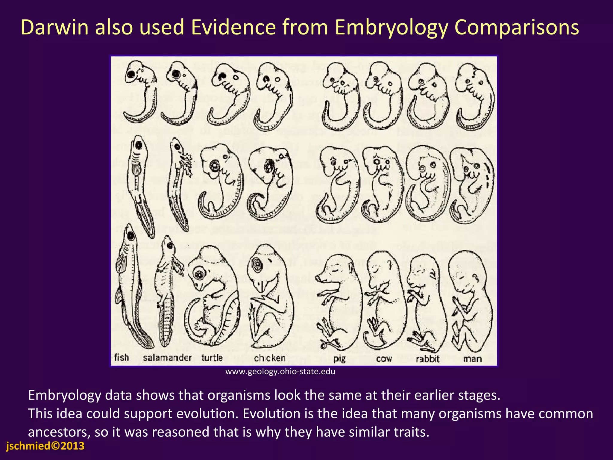 Stratigraphy using fossils http://216.166.82.105/FaunalSuccessionInfojschmied©2013
 
