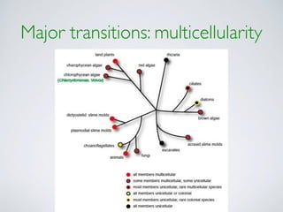 Major transitions: multicellularity
 