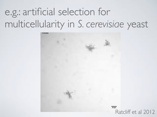 e.g.: artiﬁcial selection for
multicellularity in S. cerevisiae yeast
Ratcliff et al 2012
 