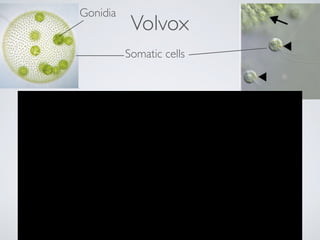 Volvox
Somatic cells
Gonidia
 