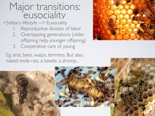 Major transitions:
eusociality
•Solitary lifestyle --> Eusociality
1. Reproductive division of labor
2. Overlapping genera...