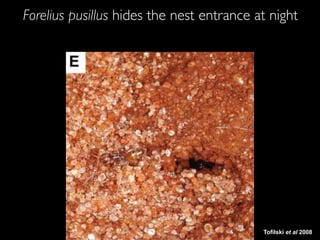Tofilski et al 2008
Forelius pusillus hides the nest entrance at night
 