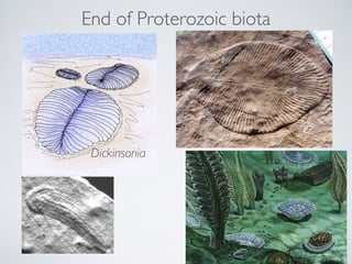 End of Proterozoic biota
Dickinsonia
 