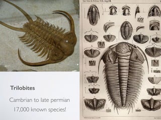Trilobites
Cambrian to late permian
17,000 known species!
 