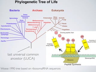 Phylogenetic Tree of Life
Bacteria
Green
Filamentous
bacteriaSpirochetes
Gram
positives
Proteobacteria
Cyanobacteria
Planc...