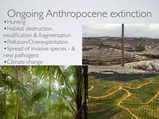 Ongoing Anthropocene extinction
•Hunting
•Habitat destruction,
modiﬁcation & fragmentation
•Pollution/Overexploitation
•Sp...