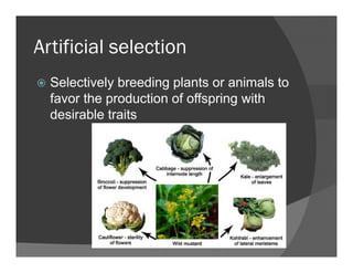 Artificial selectionArtificial selection
Selectively breeding plants or animals toSelectively breeding plants or animals to
favor the production of offspring with
desirable traits
 