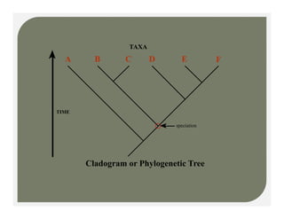 A B C D E F
TAXA
TIME
speciation
Cladogram or Phylogenetic Tree
 