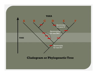 A B C D E F
TAXA
Apomorphies
f B&C
Apomorphy
for taxon D
for taxa B&C
TIME
Apomorphy
for taxa B-F
Cladogram or Phylogenetic Tree
 