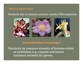 Similarity due to common ancestry- similar DNA sequences
Intraindividual homology?gy
Similarity by common ancestry of features within
an individual e g carpels and leavesan individual, e.g., carpels and leaves
(common ancestry by genes)
 