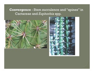 Convergence - Stem succulence and “spines” in
Cactaceae and Euphorbia sppCactaceae and Euphorbia spp.
 