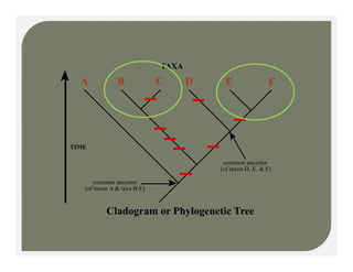 A B C D E F
TAXA
A B C D E F
TIME
common ancestor
( f t A & t B F)
common ancestor
(of taxon D, E, & F)
Cladogram or Phylogenetic Tree
(of taxon A & taxa B-F)
 