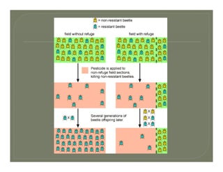 Evolution with phylogeny