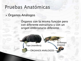Pruebas AnatómicasÓrganos AnálogosNO Constituyen una prueba del fenómeno Evolutivo