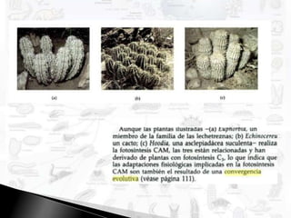 Pruebas AnatómicasÓrganos AnálogosUna misma Función  pero  distinta estructura