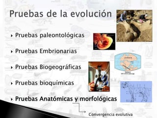 Pruebas paleontológicasPruebas EmbrionariasPruebas BiogeográficasPruebas bioquímicasPruebas Anatómicas y morfológicasPruebas de la evoluciónConvergencia evolutiva
