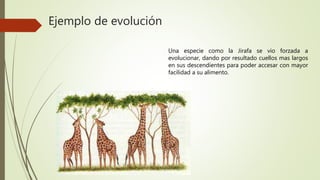 Ejemplo de evolución
Una especie como la Jirafa se vio forzada a
evolucionar, dando por resultado cuellos mas largos
en sus descendientes para poder accesar con mayor
facilidad a su alimento.
 
