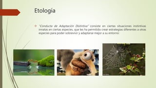 Etología
 “Conducta de Adaptación Distintiva” consiste en ciertas situaciones instintivas
innatas en ciertas especies, que les ha permitido crear estrategias diferentes a otras
especies para poder sobrevivir y adaptarse mejor a su entorno:
 