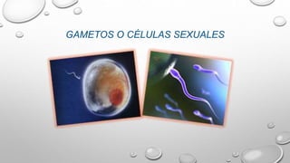 GAMETOS O CÉLULAS SEXUALES
 