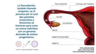 La fecundación,
también llamada
singamia, es el
proceso por el cual
dos gametos
(masculino y
femenino) se
fusionan para crear
un nuevo individuo
con un genoma
derivado de ambos
progenitores.
 