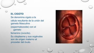 EL CIGOTO
Se denomina cigoto a la
célula resultante de la unión del
gameto Masculino
(espermatozoide) con el
gameto
femenino (ovocito).
Su citoplasma y sus orgánulos
son de origen materno al
proceder del óvulo.
 