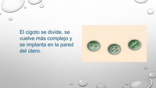 El cigoto se divide, se
vuelve más complejo y
se implanta en la pared
del útero.
 