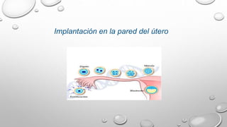 Implantación en la pared del útero
 