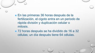  En las primeras 36 horas después de la
fertilización, el cigoto entra en un periodo de
rápida división y duplicación celular o
mitosis.
 72 horas después se ha dividido de 16 a 32
células; un día después tiene 64 células.
 