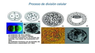 Proceso de división celular
 