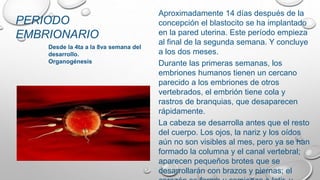Aproximadamente 14 días después de la
concepción el blastocito se ha implantado
en la pared uterina. Este período empieza
al final de la segunda semana. Y concluye
a los dos meses.
Durante las primeras semanas, los
embriones humanos tienen un cercano
parecido a los embriones de otros
vertebrados, el embrión tiene cola y
rastros de branquias, que desaparecen
rápidamente.
La cabeza se desarrolla antes que el resto
del cuerpo. Los ojos, la nariz y los oídos
aún no son visibles al mes, pero ya se han
formado la columna y el canal vertebral;
aparecen pequeños brotes que se
desarrollarán con brazos y piernas; el
PERIODO
EMBRIONARIO
Desde la 4ta a la 8va semana del
desarrollo.
Organogénesis
 
