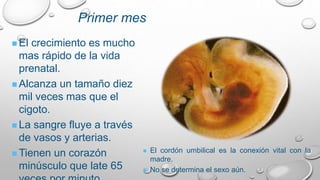  El crecimiento es mucho
mas rápido de la vida
prenatal.
 Alcanza un tamaño diez
mil veces mas que el
cigoto.
 La sangre fluye a través
de vasos y arterias.
 Tienen un corazón
minúsculo que late 65
Primer mes
 El cordón umbilical es la conexión vital con la
madre.
 No se determina el sexo aún.
 