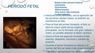 Hacia las ocho semanas, con la aparición de
las primeras células óseas, el embrión se
transforma en feto.
 Para el final del primer trimestre, el feto ya
tiene la mayor parte de los órganos
principales, se ha formado una gran cabeza y
rostro, es posible detectar el latido cardíaco.
 Hacia el final del segundo trimestre el feto
duerme, despierta, succiona y cambia de
posición.
 Durante el tercer trimestre la cabeza y el
cuerpo del feto se hacen más proporcionados.
 Tras haber desarrollado los últimos detalles el
PERIODO FETAL
Desde la 9na semana hasta el
nacimiento
•Crecimiento.
•Diferenciación.
•Una nueva vida comienza
•La fecundación
 