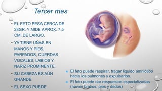 • EL FETO PESA CERCA DE
28GR. Y MIDE APROX. 7.5
CM. DE LARGO.
• YA TIENE UÑAS EN
MANOS Y PIES,
PARPADOS, CUERDAS
VOCALES, LABIOS Y
NARIZ PROMINENTE.
• SU CABEZA ES AÚN
GRANDE.
• EL SEXO PUEDE
Tercer mes
 El feto puede respirar, tragar liquido amniótico
hacia los pulmones y expulsarlos.
 El feto puede dar respuestas especializadas
(mover brazos, pies y dedos)
 