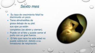 Sexto mes
 Su taza de crecimiento fetal ha
disminuido un poco.
 Tiene almohadillas de
grasa debajo de su piel;
sus ojos ya están
completos (se abren y cierran).
 Puede oír el feto y puede cerrar el
puño con un gran fuerza.
 El feto que nace ha esta edad no
puede sobrevivir, debido a su
inmadurez de respiración.
 