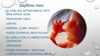• AL FINAL DEL SÉTIMO MES EL FETO
MIDE APROX. 40CM.
PESA ENTRE 1350 A
2250 KG.
• RESPIRA, LLORA, TRAGA Y
PUEDE CHUPAR EL DEDO PULGAR.
• EL CABELLO DE LA CABEZA PUEDE
CONTINUAR
CRECIENDO.
• POSEE PATRONES – REFLEJOS
COMPLETAMENTE DESARROLLADOS.
Séptimo mes
 