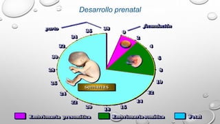 Etapas del desarrollo prenatalDesarrollo prenatal
 